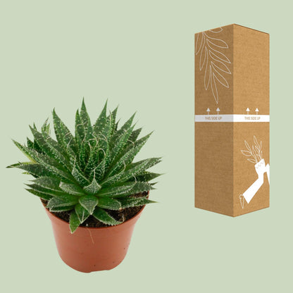 Kamerplant - Aloë Aristata - Pot Ø 12cm Hoogte ↕ 20cm