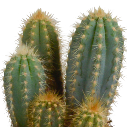 Kamerplant 3x Cereus mix - in witte pot - Pot Ø 10,5cm