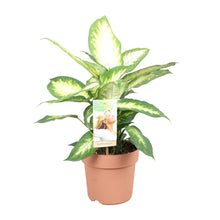 Kamerplant - Dieffenbachia Camilla - Pot Ø 17cm Hoogte ↕ 45cm