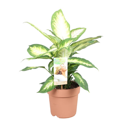 Kamerplant - Dieffenbachia Camilla - Pot Ø 17cm Hoogte ↕ 45cm