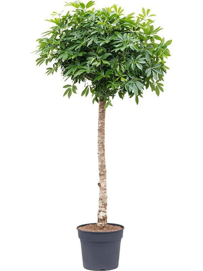 XL kamerplant - Schefflera op stam - Pot Ø 40cm Hoogte ↕ 200cm