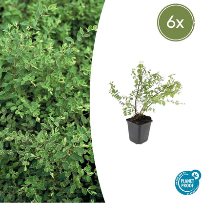 Buitenplant 6x Symphoricarpos chenaultii 'Hancock' - Pot Ø 9cm Hoogte ↕ 10-25cm