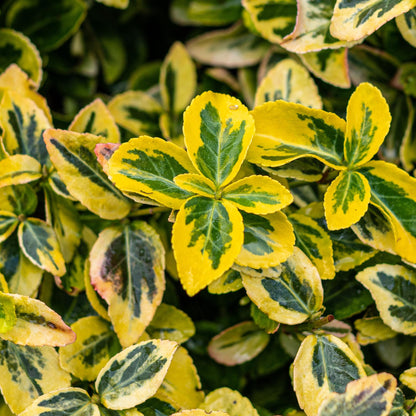Buitenplant - Euonymus fortunei 'Emerald n Gold' op stam - Bladhoudend - Winterhard - Pot Ø 19cm Hoogte ↕ 90cm