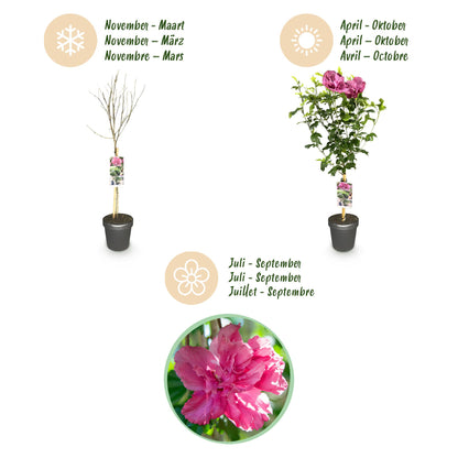 Buitenplant - Hibiscus syriacus Magenta Chiffon® - Bloeiend - Winterhard - Pot Ø 19cm Hoogte ↕ 90cm
