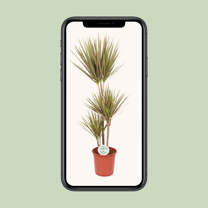 XL kamerplant - Dracaena Bicolor - Pot Ø 24cm Hoogte ↕ 115cm