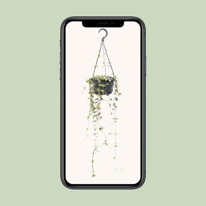 Kamerplant - Ceropegia Linearis Remy - Hangplant - Pot Ø 14cm Hoogte ↕ 38cm
