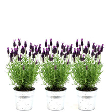 Buitenplant 3x Lavandula stoechas Anouk® - Bloeiend - Pot Ø 13cm Hoogte ↕ 25cm