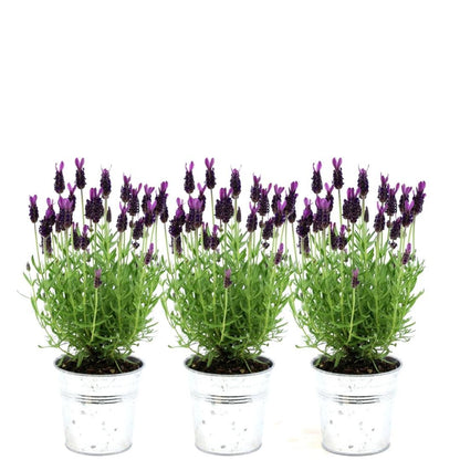 Buitenplant 3x Lavandula stoechas Anouk® - Bloeiend - Pot Ø 13cm Hoogte ↕ 25cm