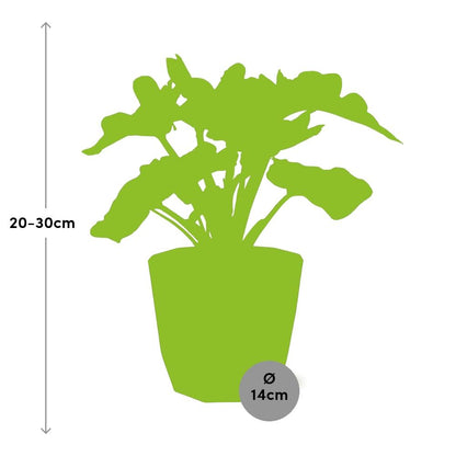 Kamerplant - Philodendron Atom - Pot Ø 14cm