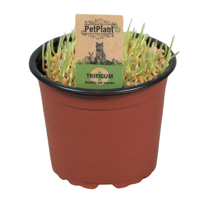 Kamerplant - Triticum Kattegras - Pot Ø 12cm Hoogte ↕ 10cm