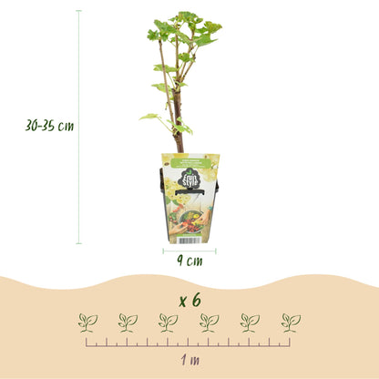 Buitenplant 3x Ribes rubrum 'Witte Hollander' - Winterhard - Pot Ø 9cm Hoogte ↕ nvt