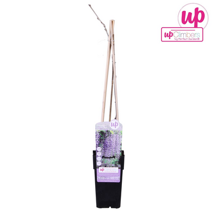Buitenplant - Wisteria floribunda 'Naga Noda' - Bloeiend - Pot Ø 15cm Hoogte ↕ 65cm