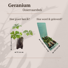 Buitenplant 6x Geranium - Bloeiend - Pot Ø 5cm Hoogte ↕ 10cm