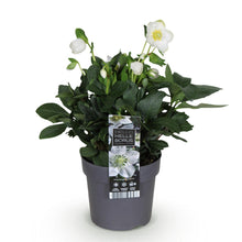 Buitenplant - Helleborus Christmas Carol - Bloeiend - Pot Ø 14cm Hoogte ↕ 30cm