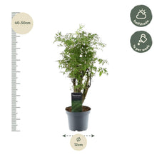 Kamerplant - Polyscias Hawaiiana Ming - Pot Ø 12cm Hoogte ↕ 45cm