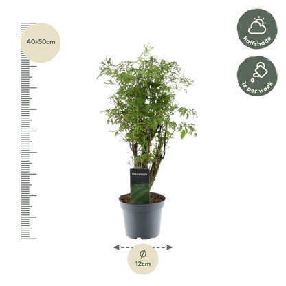 Kamerplant - Polyscias Hawaiiana Ming - Pot Ø 12cm Hoogte ↕ 45cm