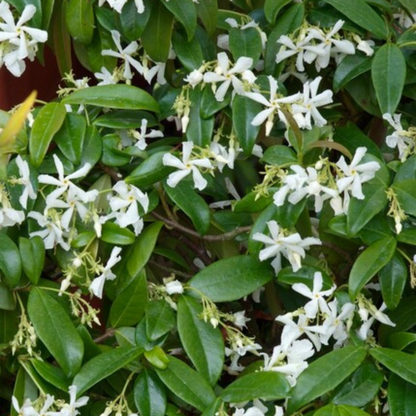 Buitenplant - Trachelospermum jasminoides - Klimplant set 6 pluggen - Geurig