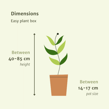 Kamerplant - Makkelijke plantenbox - 4 kamerplanten - Diverse hoogtes - Pot Ø 14-17cm