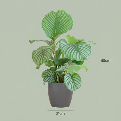 Kamerplant - Calathea Orbifolia met sierpot grijs - Pot Ø 21cm Hoogte ↕ 65cm