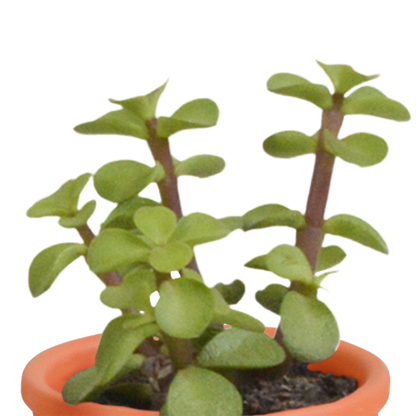 Kamerplant 15x Cactus en vetplanten mix - in terracotta pot - Pot Ø 5.5cm