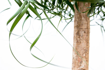 XL kamerplant - Beaucarnea - Hoogte ↕ 200cm