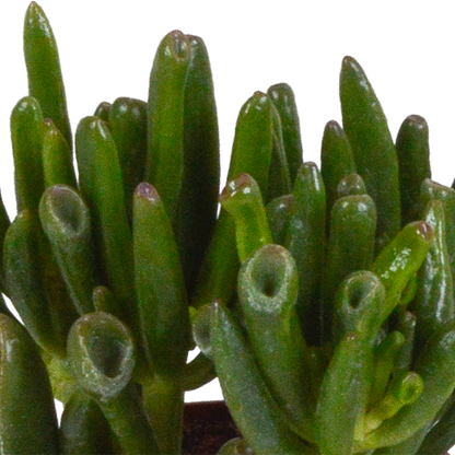 Kamerplant 3x Crassula mix - Inclusief Mexicaanse sierpot - Pot Ø 8.5cm