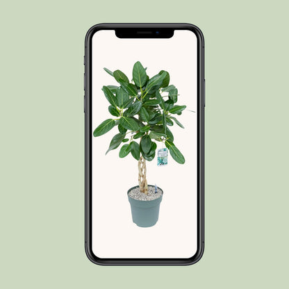 XL kamerplant - Ficus Altissima - Pot Ø 27cm Hoogte ↕ 110cm