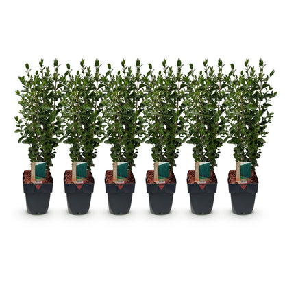 Buitenplant - Ligustrum ovalifolium - Haagplant - Pot Ø 17cm Hoogte ↕ 55cm
