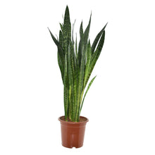 XL kamerplant - Sansevieria Zeylanica - Pot Ø 27cm Hoogte ↕ 120cm