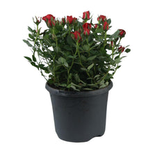 Buitenplant - Rosa Jewel Patio Hot - Bloeiend - Pot Ø 17cm Hoogte ↕ 30cm