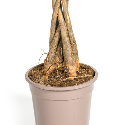 Kamerplant - Pachira Aquatica - Pot Ø 19cm Hoogte ↕ 70-90cm