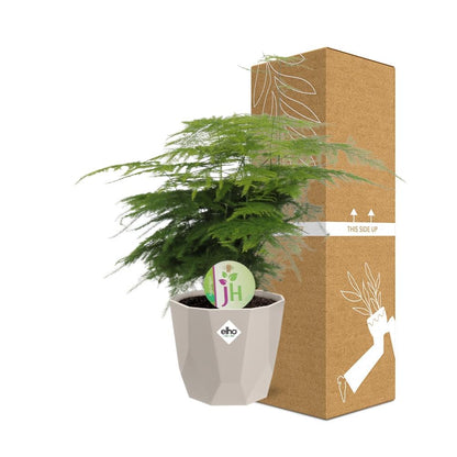 Kamerplant - Asparagus Plumosus - Pot Ø 14cm