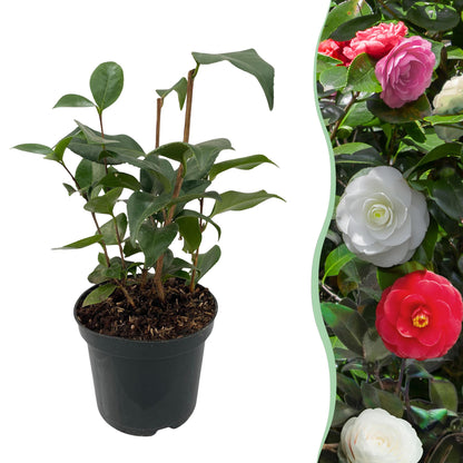 Buitenplant - Camellia japonica 'Tricolour' - Bloeiend, Groenblijvend - Pot Ø 15cm Hoogte ↕ 30cm