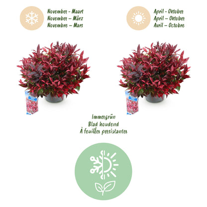 Buitenplant - Leucothoe Zeblid - Groenblijvend - Pot Ø 17cm Hoogte ↕ 45cm