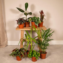Buitenplant 8x Buitenbeentjesbox - Pot Ø 12cm