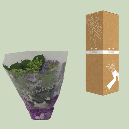 Kamerplant - Hydrangea Blauw - Pot Ø 14cm Hoogte ↕ 35cm