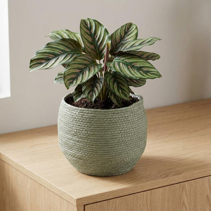 Sierpot - Mand Jorck Groen - D26cm