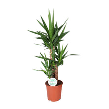 Kamerplant - Yucca - Pot Ø 21cm Hoogte ↕ 90cm