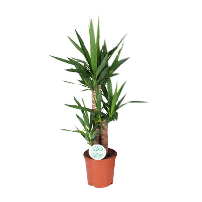 Kamerplant - Yucca - Pot Ø 21cm Hoogte ↕ 90cm