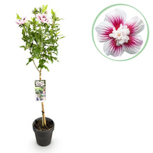 Buitenplant - Hibiscus syriacus Starburst Chiffon® op stam - Winterhard - Bloeiend - Pot Ø 19cm Hoogte ↕ 90cm