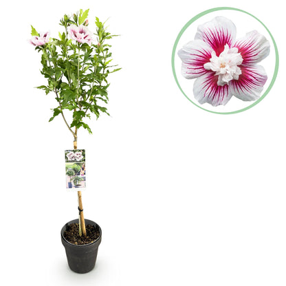 Buitenplant - Hibiscus syriacus Starburst Chiffon® op stam - Winterhard - Bloeiend - Pot Ø 19cm Hoogte ↕ 90cm