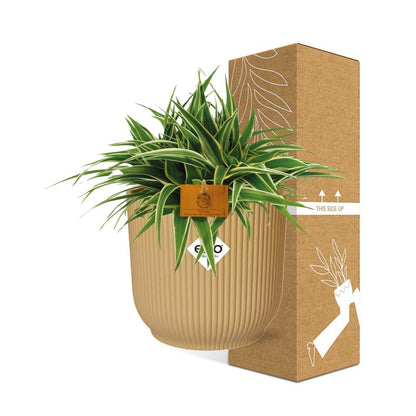 Kamerplant - Chlorophytum Ocean - Pot Ø 16cm Hoogte ↕ 15cm