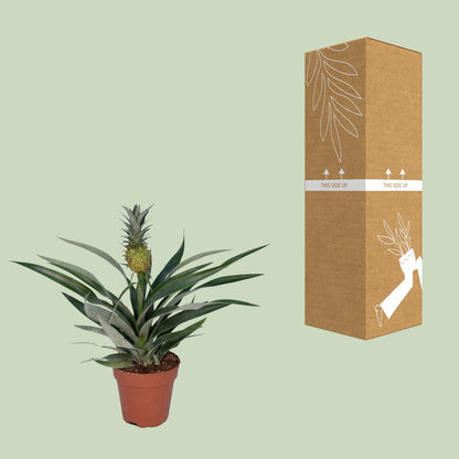 Kamerplant - Bromelia Ananas - Pot Ø 12cm Hoogte ↕ 30cm
