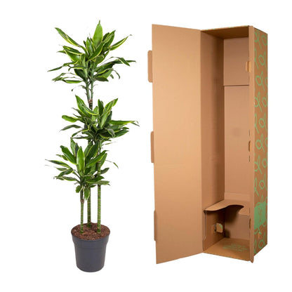 XL Kamerplant - Dracaena Golden Coast - Pot Ø 24cm Hoogte ↕ 160cm