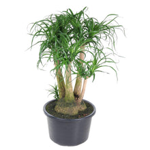 XL kamerplant - Beaucarnea vertakt - Pot Ø 41cm Hoogte ↕ 110cm