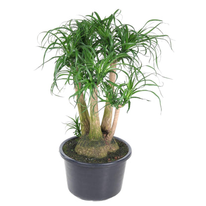 XL kamerplant - Beaucarnea vertakt - Pot Ø 41cm Hoogte ↕ 110cm