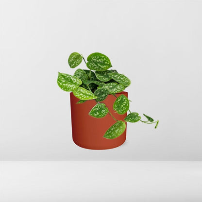 Kamerplant - Scindapsus Pictus 'Argyraeus' - Hangplant - Met sierpot - Pot Ø 14cm