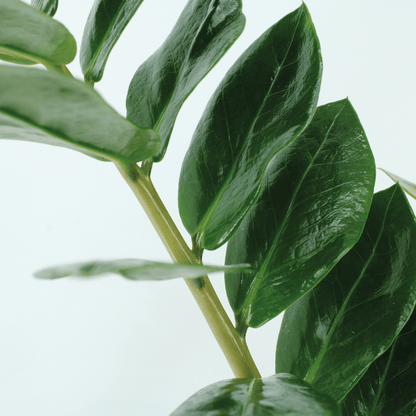 Kamerplant 2x Zamioculcas Zamiifolia - Emerald Palm - Pot Ø 17cm Hoogte ↕ 70cm