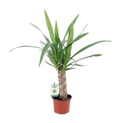 Kamerplant - Yucca - Pot Ø 12cm Hoogte ↕ 50cm
