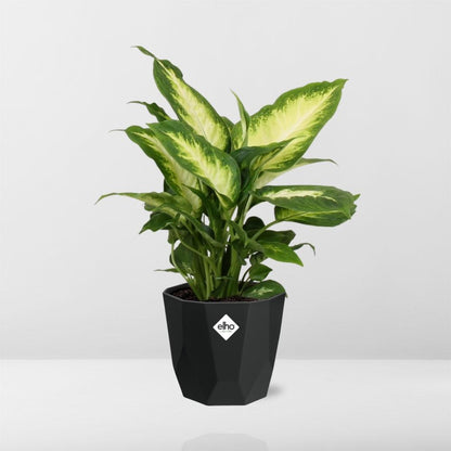 Kamerplant - Dieffenbachia 'Camilla' - Pot Ø 14cm